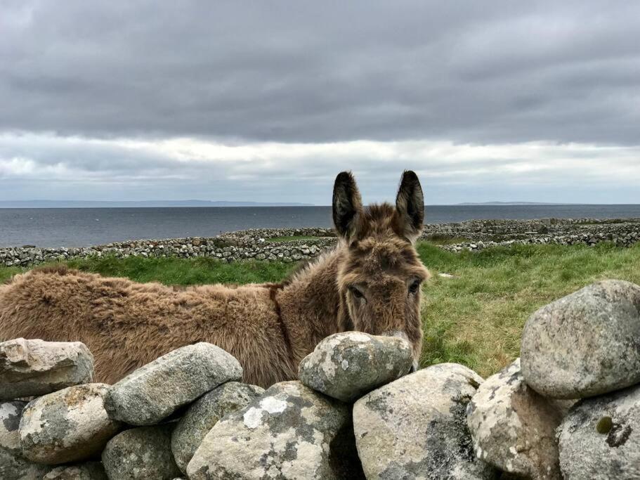 Curlews Rest - Gateway To The Aran Islands Apartment Galway Bagian luar foto